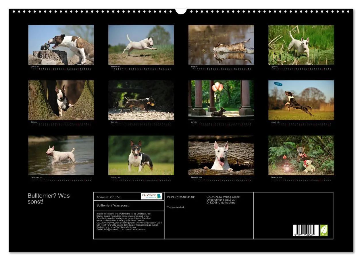 Bild: 9783516041460 | Bullterrier? Was sonst! (Wandkalender 2026 DIN A2 quer), CALVENDO...