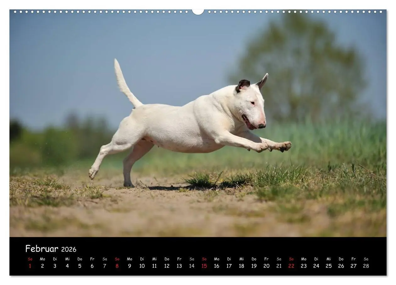 Bild: 9783516041460 | Bullterrier? Was sonst! (Wandkalender 2026 DIN A2 quer), CALVENDO...