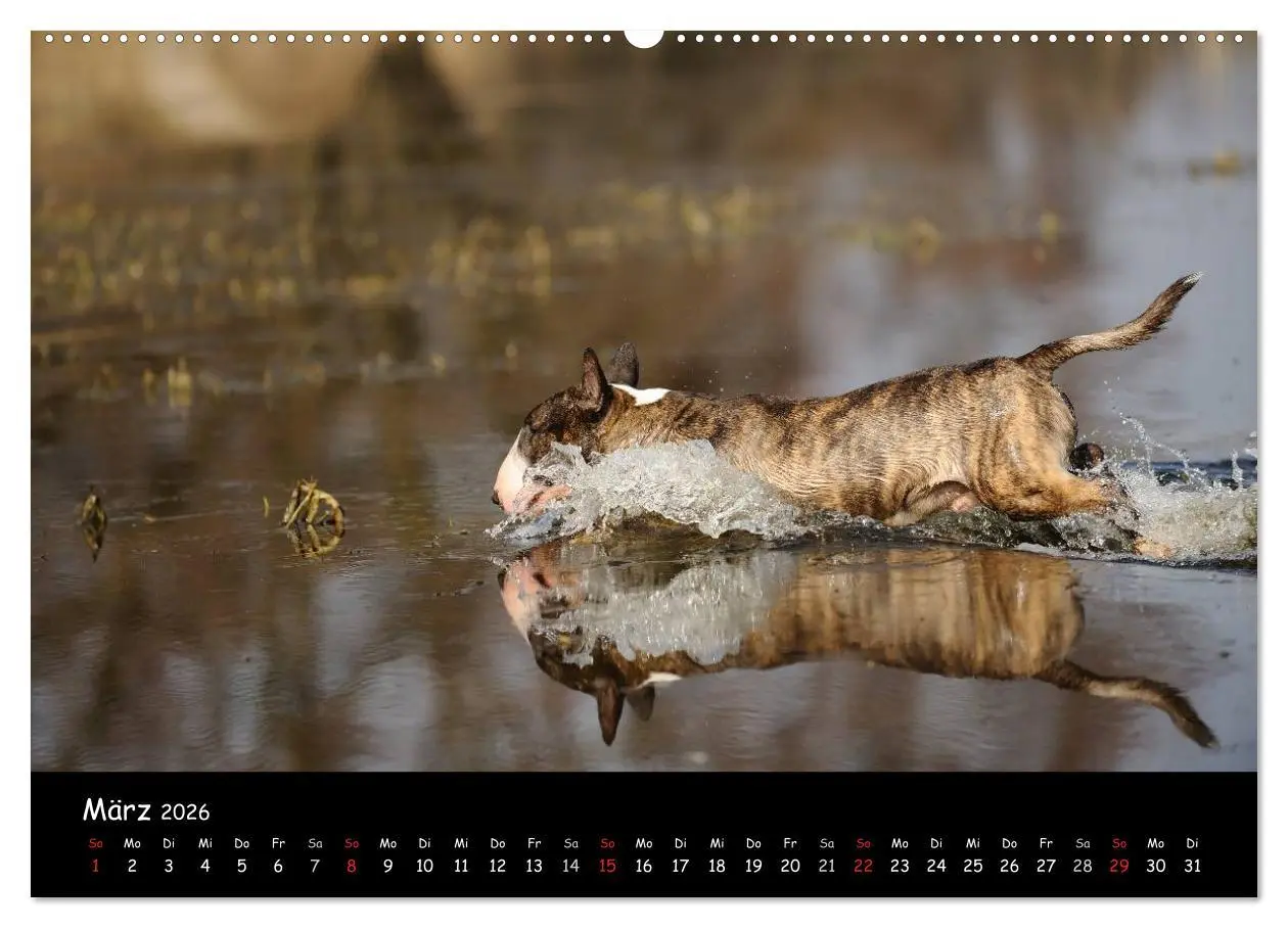 Bild: 9783516041460 | Bullterrier? Was sonst! (Wandkalender 2026 DIN A2 quer), CALVENDO...