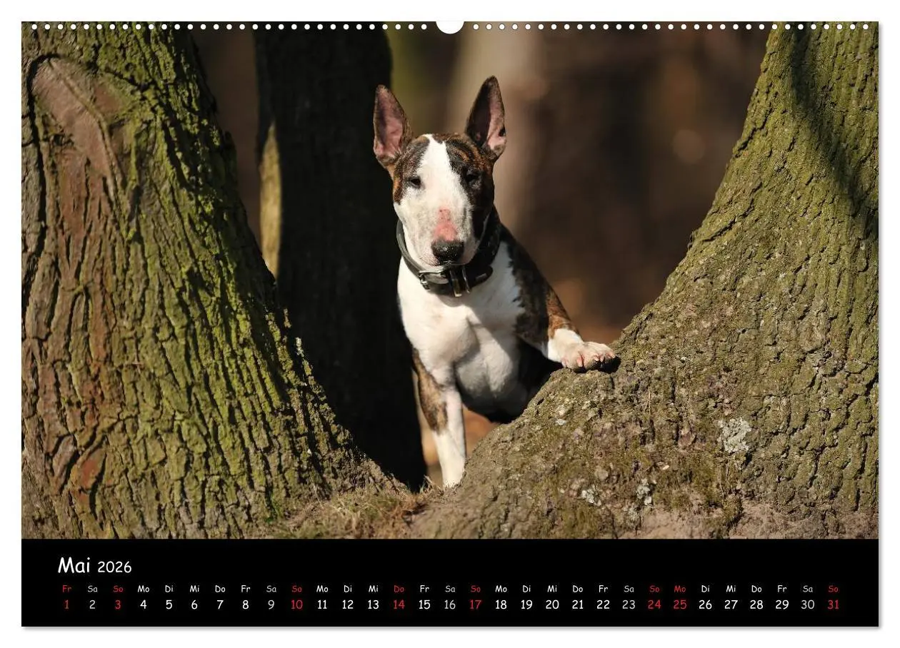Bild: 9783516041460 | Bullterrier? Was sonst! (Wandkalender 2026 DIN A2 quer), CALVENDO...