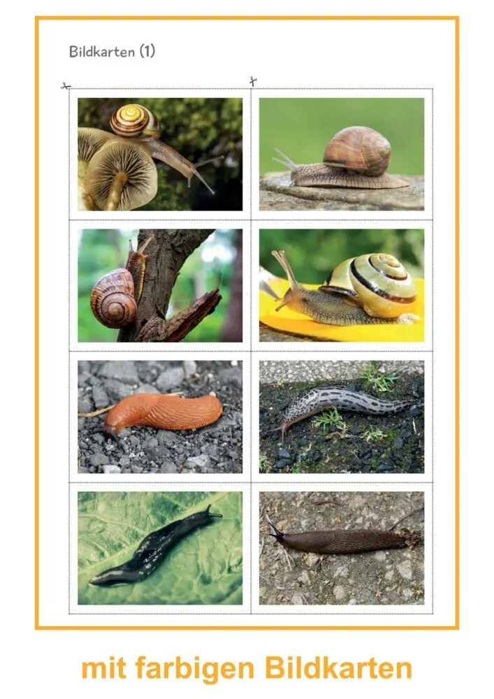 Bild: 9783965201460 | Schnecken | Ein Kurzprojekt für die Kita | Svenja Ernsten | Broschüre