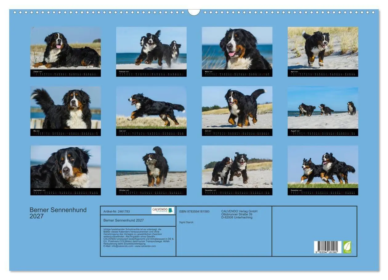 Bild: 9783594181560 | Berner Sennenhund 2027 (Wandkalender 2027 DIN A2 quer), CALVENDO...