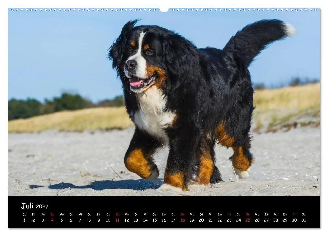 Bild: 9783594181560 | Berner Sennenhund 2027 (Wandkalender 2027 DIN A2 quer), CALVENDO...
