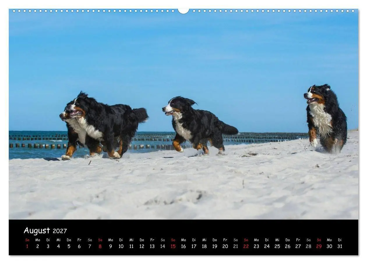 Bild: 9783594181560 | Berner Sennenhund 2027 (Wandkalender 2027 DIN A2 quer), CALVENDO...