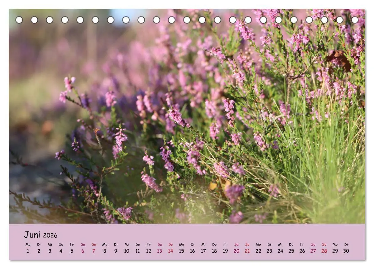 Bild: 9783457621660 | Lüneburger Heide Wege (Tischkalender 2026 DIN A5 quer), CALVENDO...