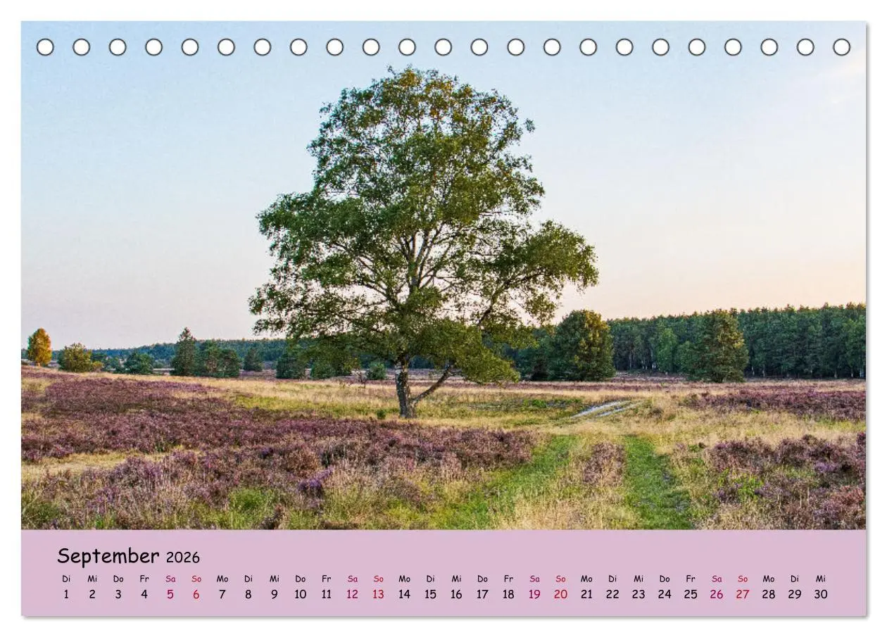Bild: 9783457621660 | Lüneburger Heide Wege (Tischkalender 2026 DIN A5 quer), CALVENDO...