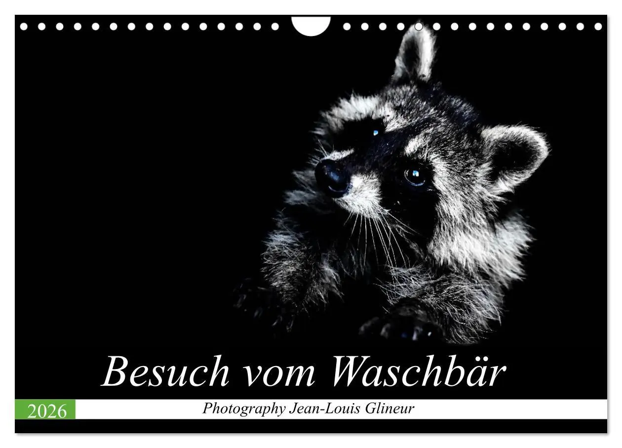 Cover: 9783457791660 | Besuch vom Waschbär (Wandkalender 2026 DIN A4 quer), CALVENDO...