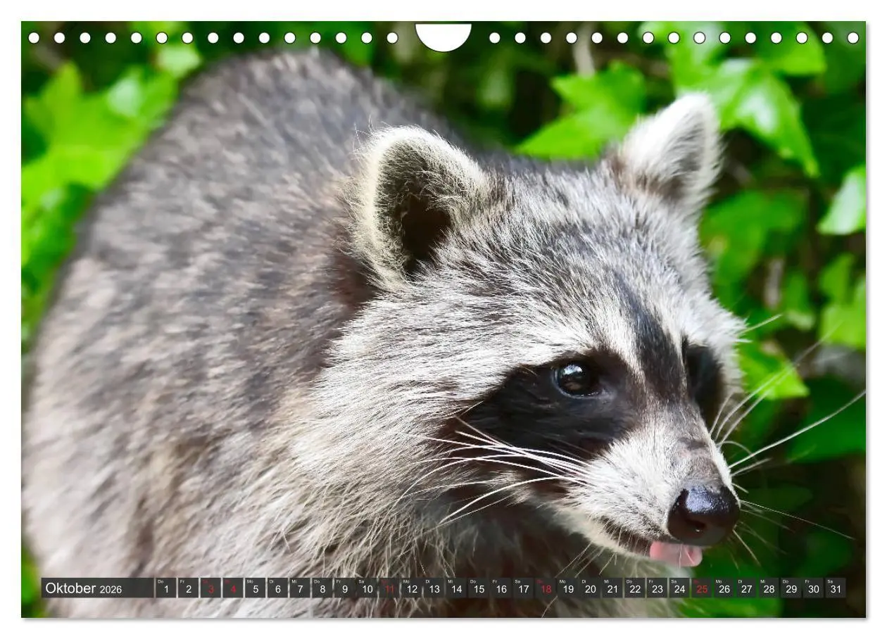 Bild: 9783457791660 | Besuch vom Waschbär (Wandkalender 2026 DIN A4 quer), CALVENDO...