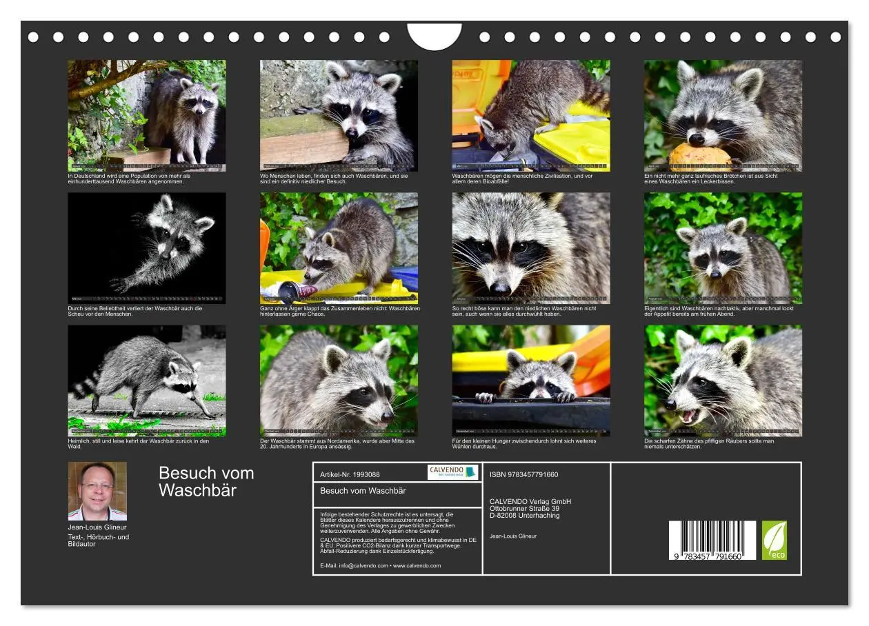 Bild: 9783457791660 | Besuch vom Waschbär (Wandkalender 2026 DIN A4 quer), CALVENDO...
