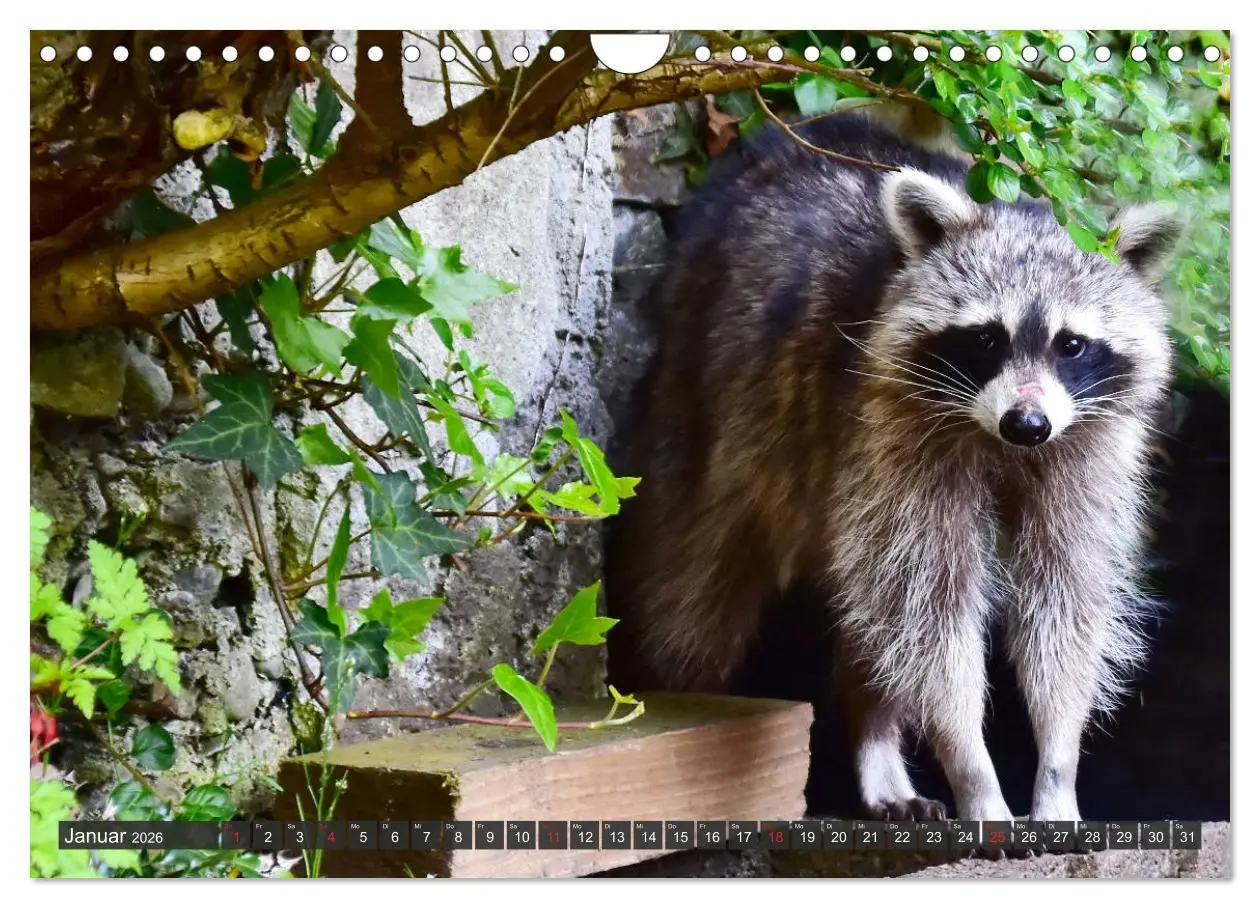 Bild: 9783457791660 | Besuch vom Waschbär (Wandkalender 2026 DIN A4 quer), CALVENDO...