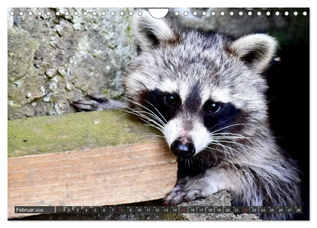 Bild: 9783457791660 | Besuch vom Waschbär (Wandkalender 2026 DIN A4 quer), CALVENDO...