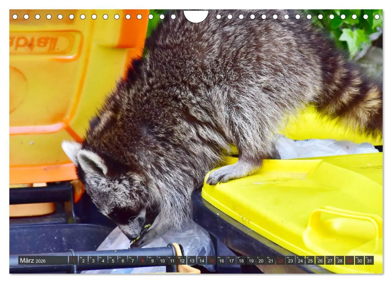 Bild: 9783457791660 | Besuch vom Waschbär (Wandkalender 2026 DIN A4 quer), CALVENDO...