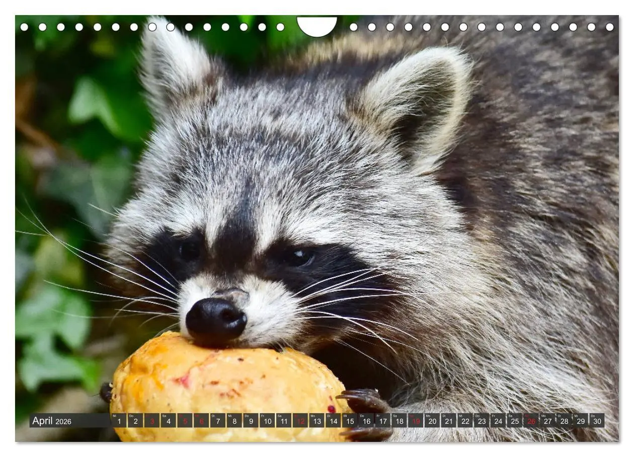 Bild: 9783457791660 | Besuch vom Waschbär (Wandkalender 2026 DIN A4 quer), CALVENDO...