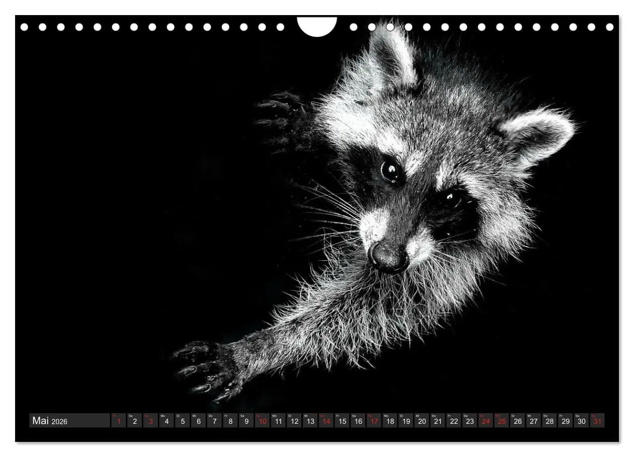 Bild: 9783457791660 | Besuch vom Waschbär (Wandkalender 2026 DIN A4 quer), CALVENDO...
