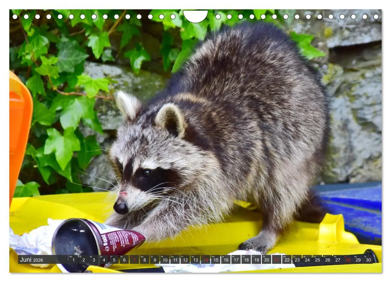 Bild: 9783457791660 | Besuch vom Waschbär (Wandkalender 2026 DIN A4 quer), CALVENDO...