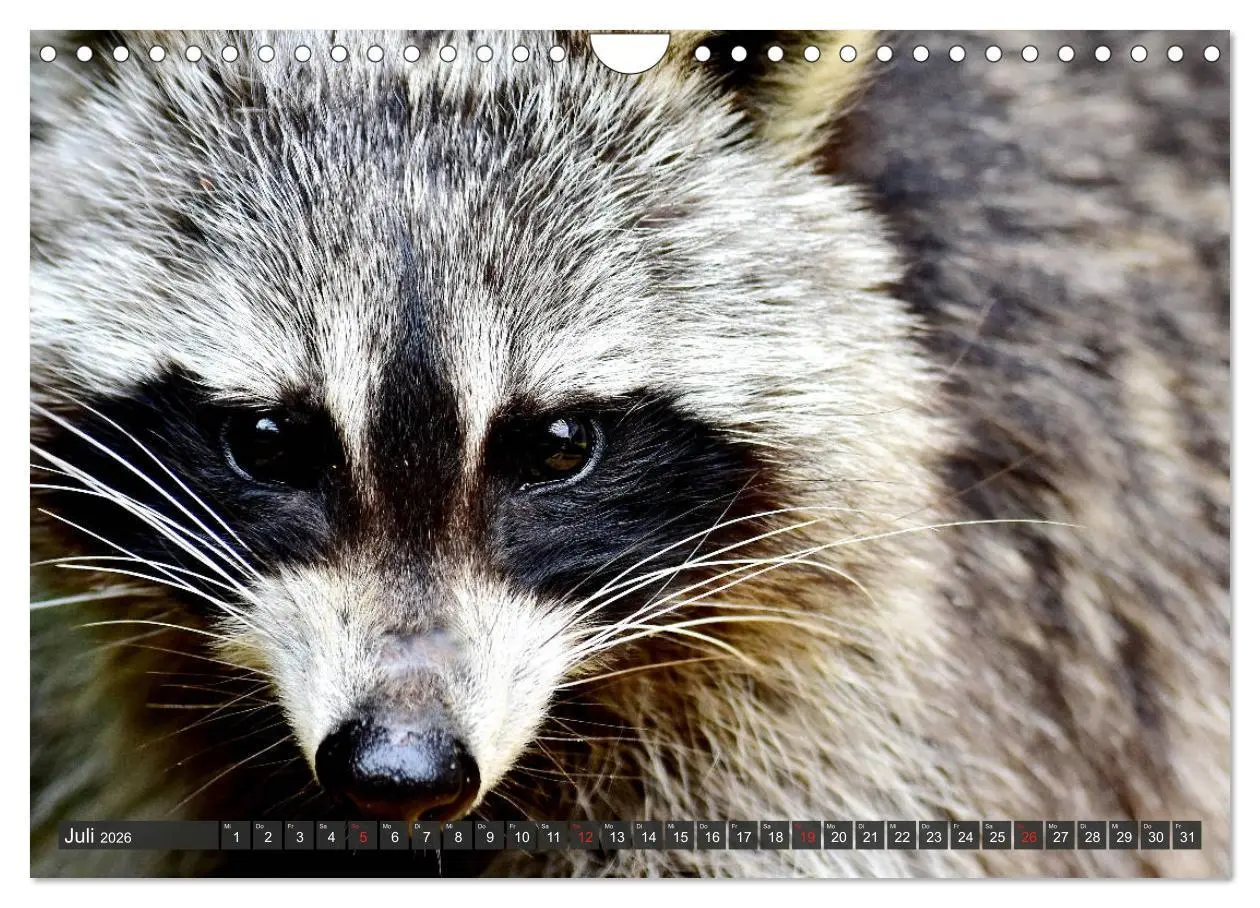 Bild: 9783457791660 | Besuch vom Waschbär (Wandkalender 2026 DIN A4 quer), CALVENDO...