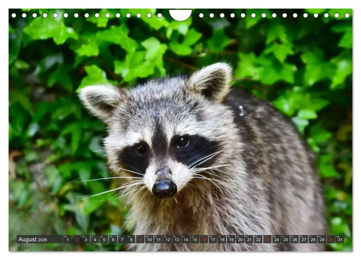 Bild: 9783457791660 | Besuch vom Waschbär (Wandkalender 2026 DIN A4 quer), CALVENDO...