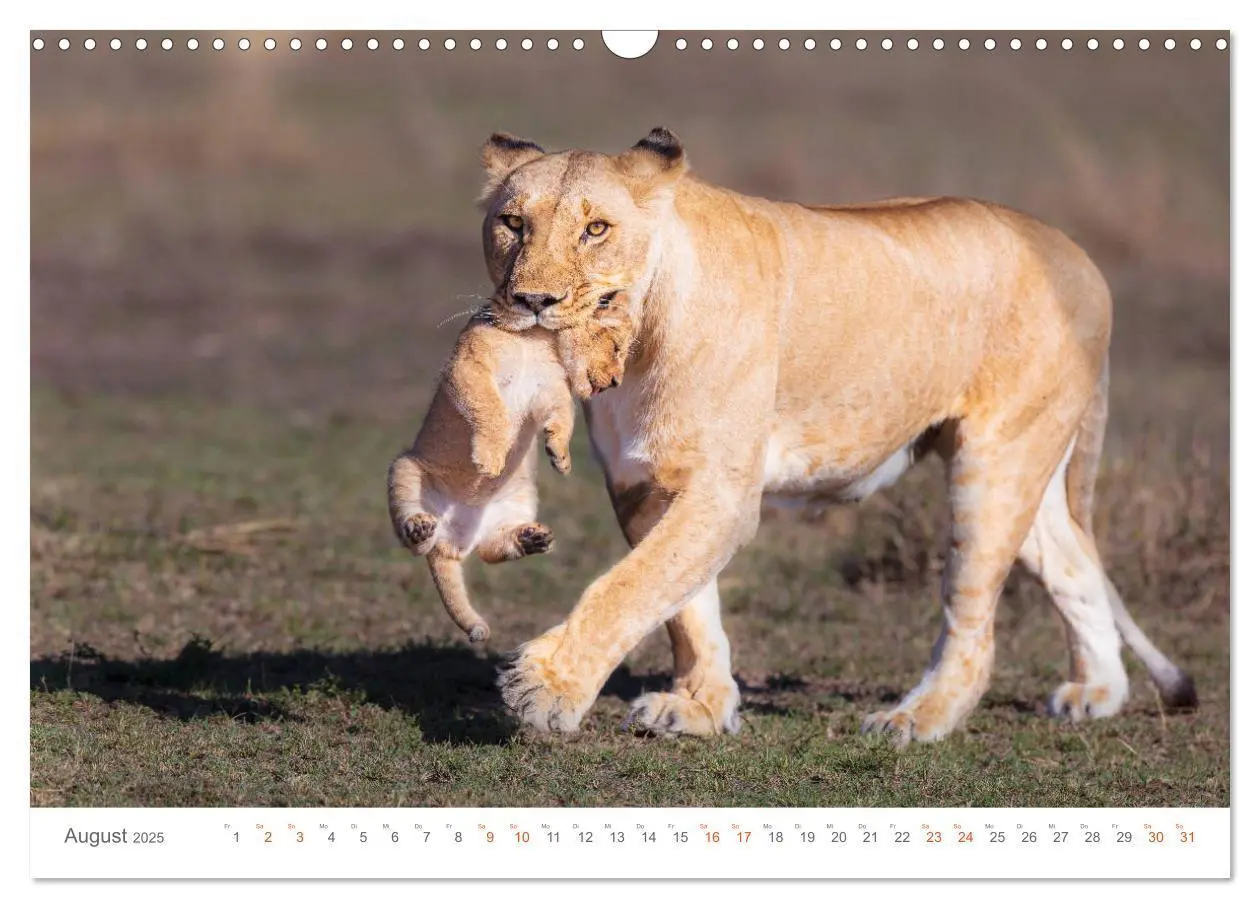 Bild: 9783435291960 | Safari Kenia (Wandkalender 2025 DIN A3 quer), CALVENDO Monatskalender