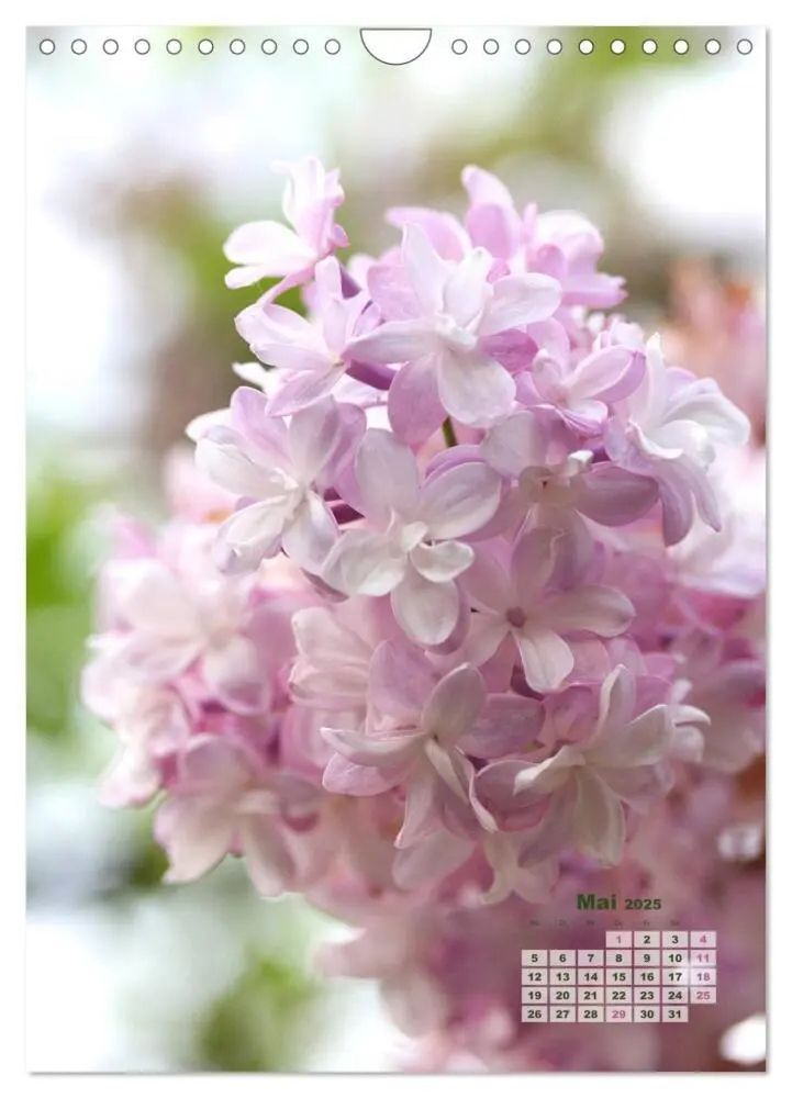 Bild: 9783435981960 | Fliederblüte (Wandkalender 2025 DIN A4 hoch), CALVENDO Monatskalender
