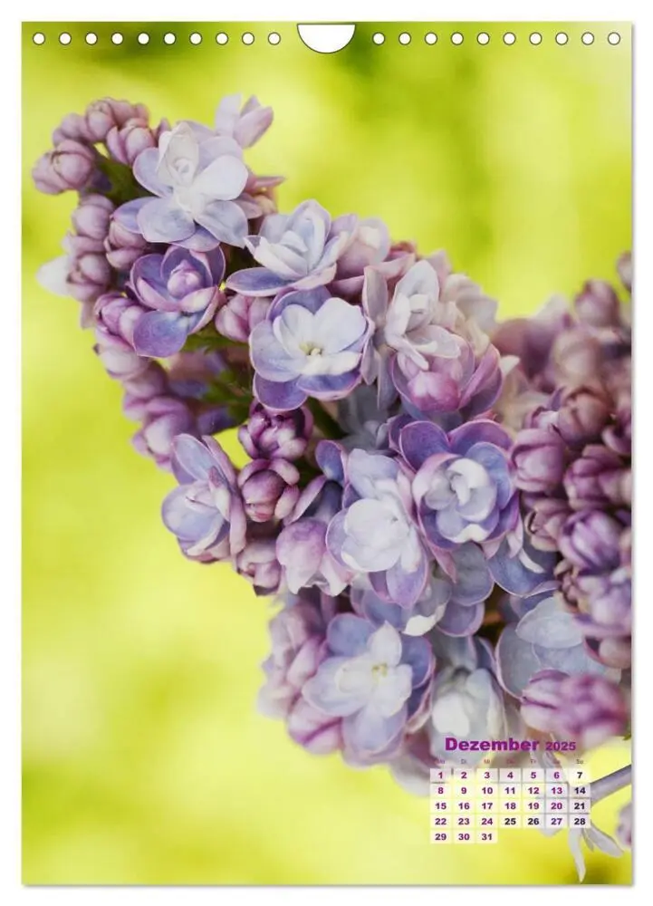 Bild: 9783435981960 | Fliederblüte (Wandkalender 2025 DIN A4 hoch), CALVENDO Monatskalender