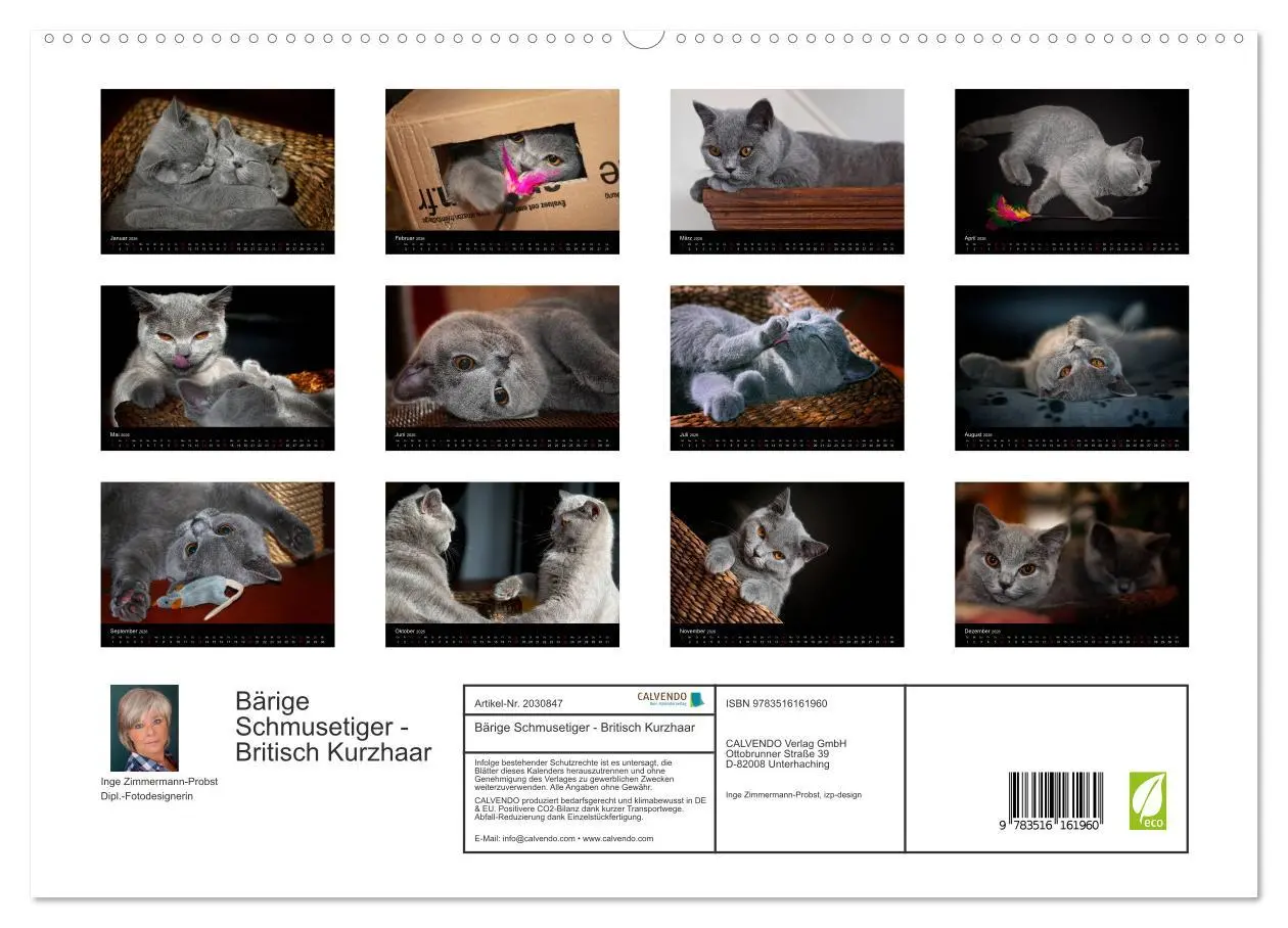 Bild: 9783516161960 | Bärige Schmusetiger - Britisch Kurzhaar (hochwertiger Premium...