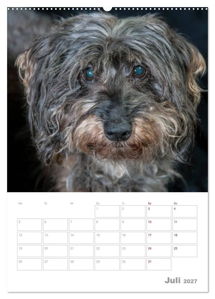 Bild: 9783569701960 | Dackelportraits (hochwertiger Premium Wandkalender 2027 DIN A2...