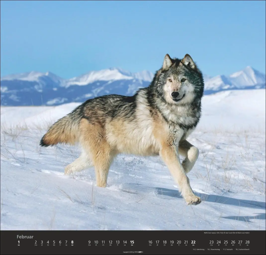 Bild: 9783839901960 | Wölfe Kalender 2026 | Marie-Luce Hubert | Kalender | Spiralbindung