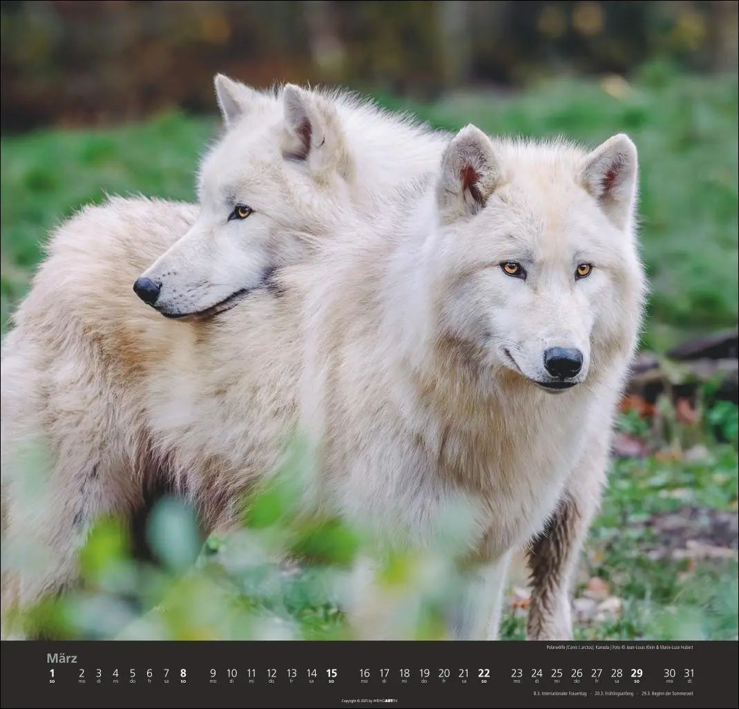 Bild: 9783839901960 | Wölfe Kalender 2026 | Marie-Luce Hubert | Kalender | Spiralbindung