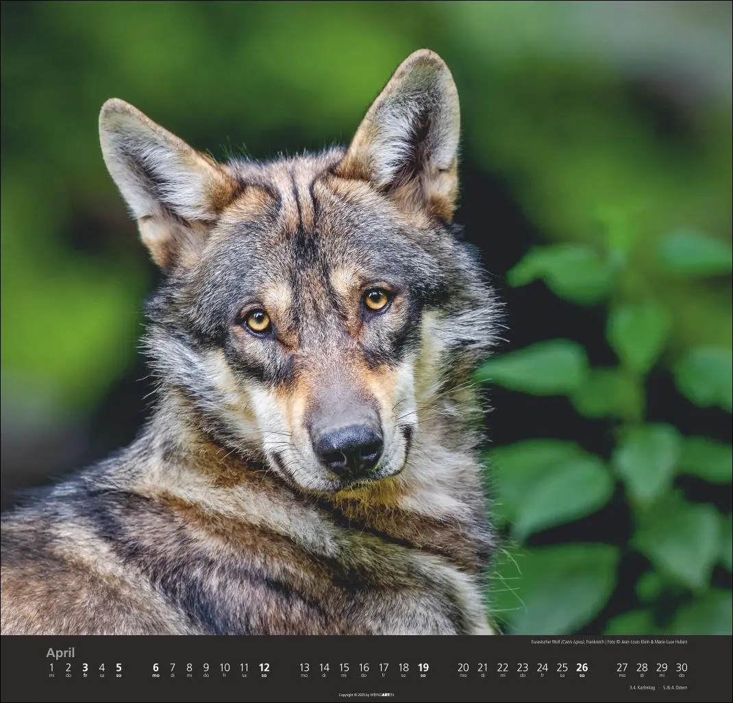 Bild: 9783839901960 | Wölfe Kalender 2026 | Marie-Luce Hubert | Kalender | Spiralbindung