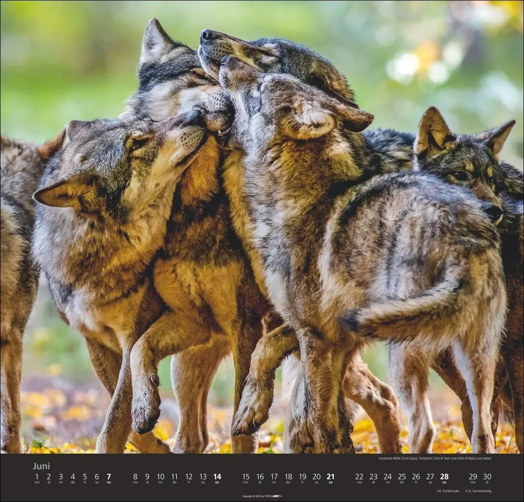 Bild: 9783839901960 | Wölfe Kalender 2026 | Marie-Luce Hubert | Kalender | Spiralbindung