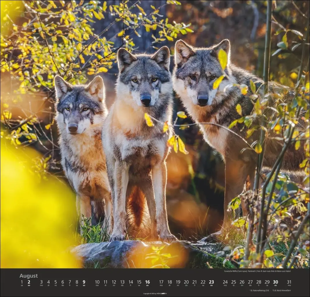 Bild: 9783839901960 | Wölfe Kalender 2026 | Marie-Luce Hubert | Kalender | Spiralbindung