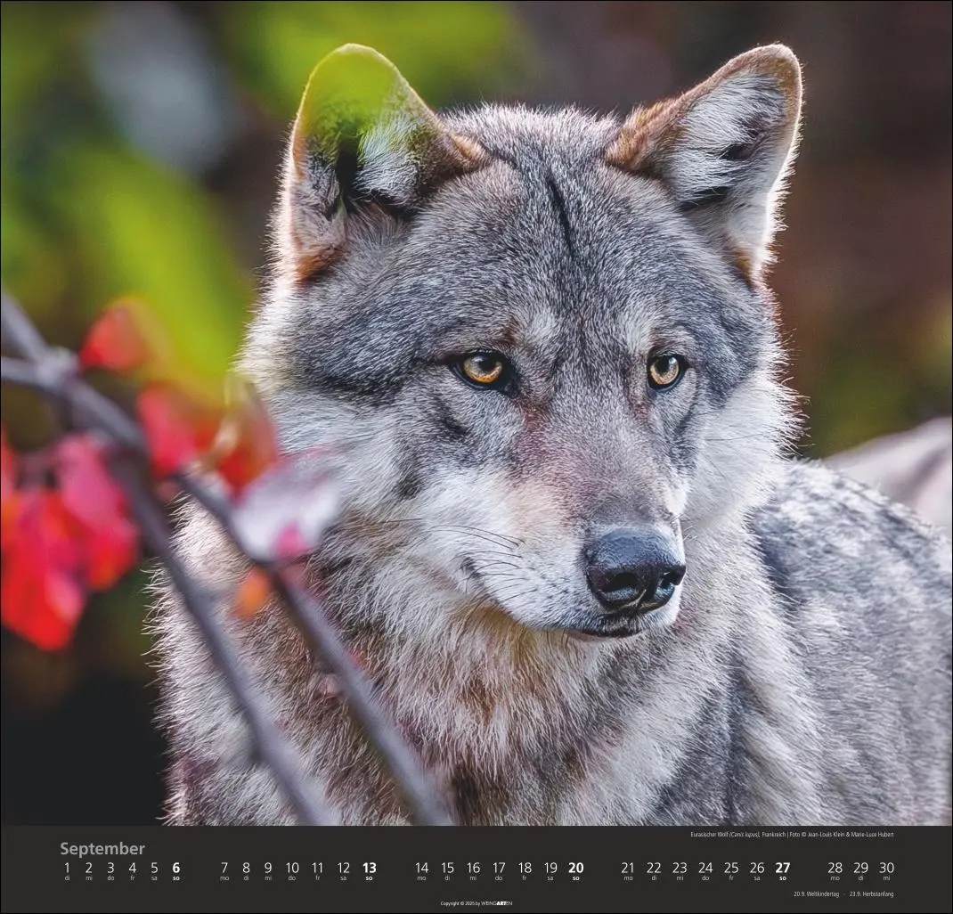 Bild: 9783839901960 | Wölfe Kalender 2026 | Marie-Luce Hubert | Kalender | Spiralbindung