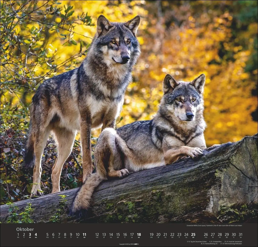 Bild: 9783839901960 | Wölfe Kalender 2026 | Marie-Luce Hubert | Kalender | Spiralbindung