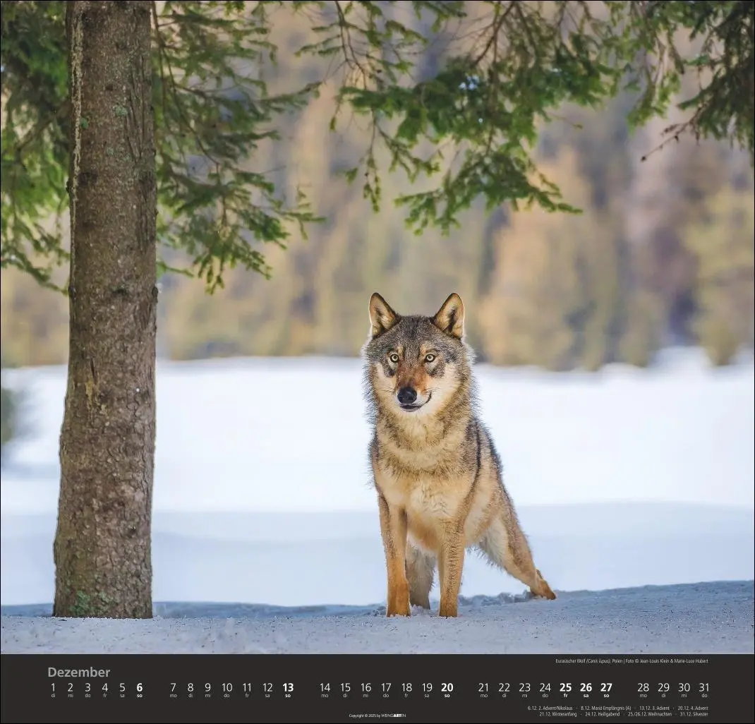 Bild: 9783839901960 | Wölfe Kalender 2026 | Marie-Luce Hubert | Kalender | Spiralbindung