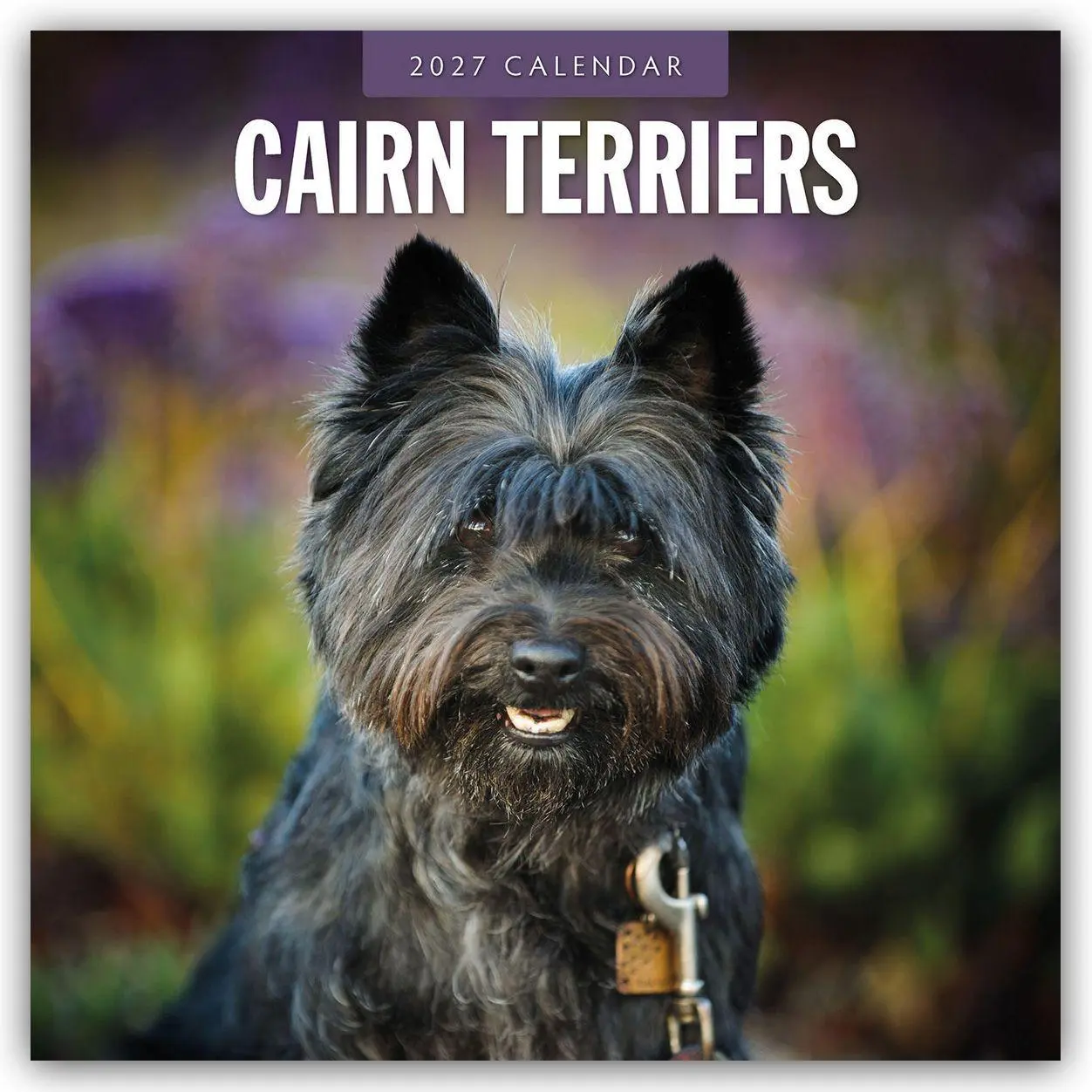 Cairn Terriers - Cairn Terrier 2027 - 16-Monatskalender