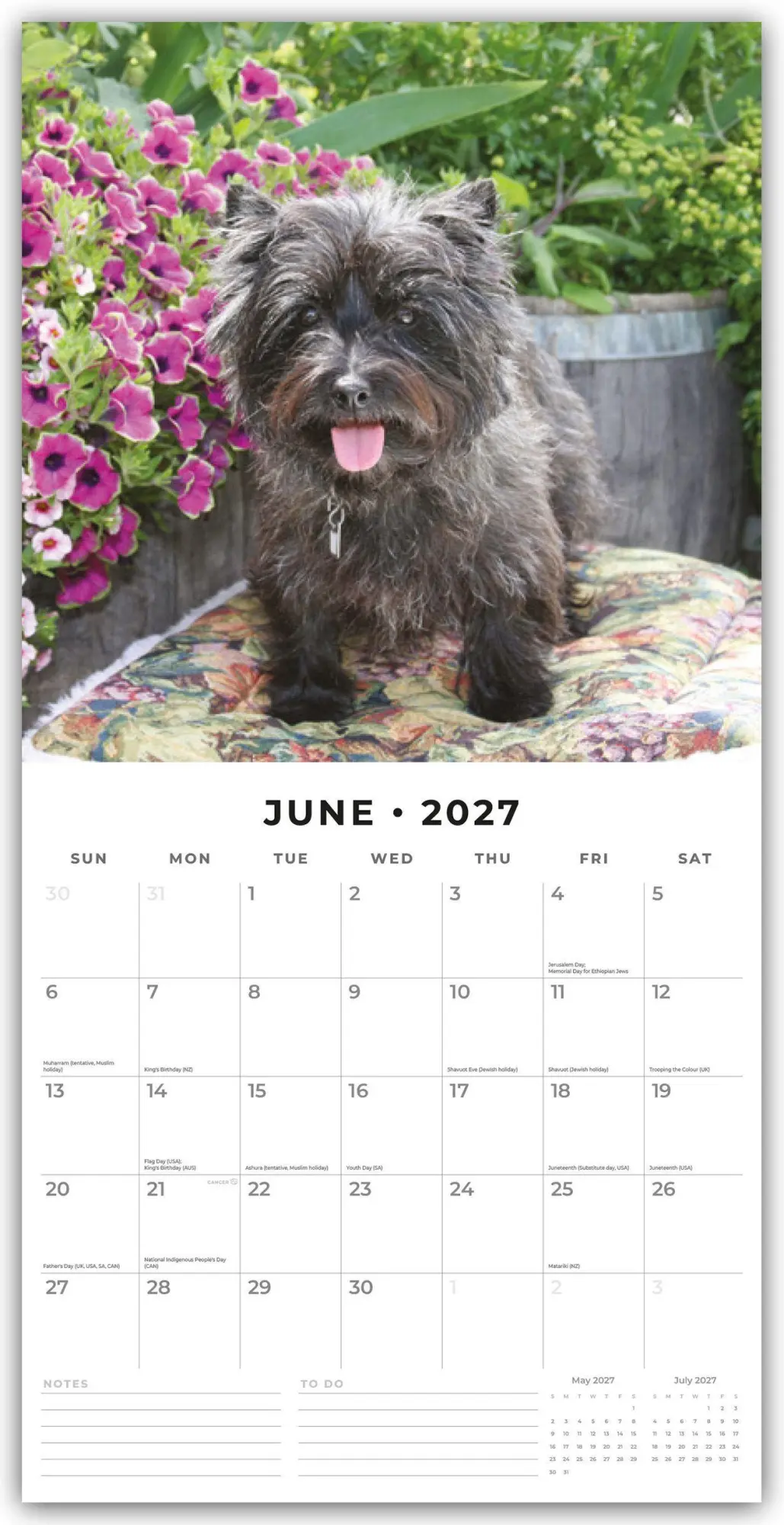 Bild: 9781837012060 | Cairn Terriers - Cairn Terrier 2027 - 16-Monatskalender | Robin Red
