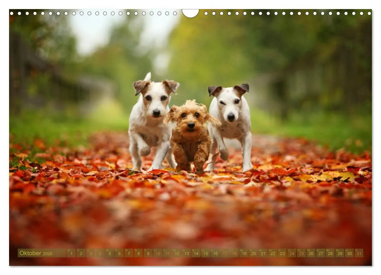 Bild: 9783457952160 | Die Parson-Russell-Terrier ...mit neuen Abenteuern aus der...