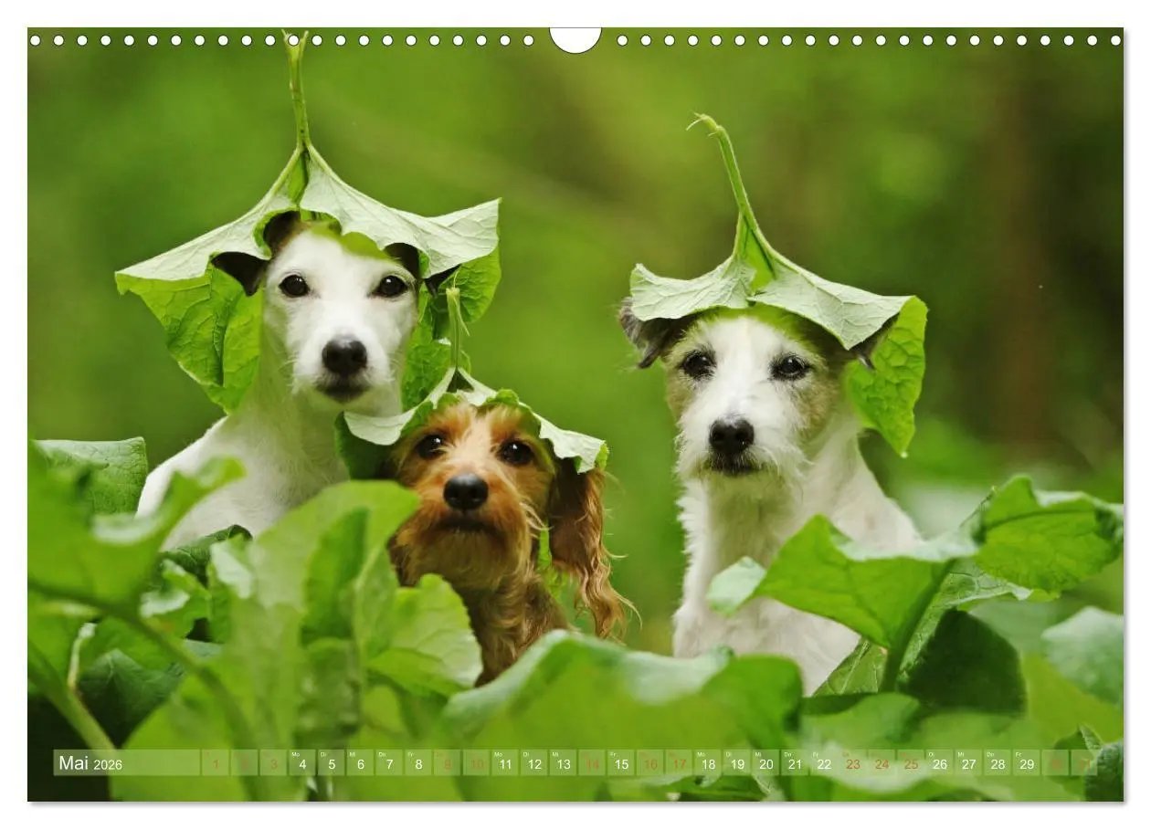 Bild: 9783457952160 | Die Parson-Russell-Terrier ...mit neuen Abenteuern aus der...