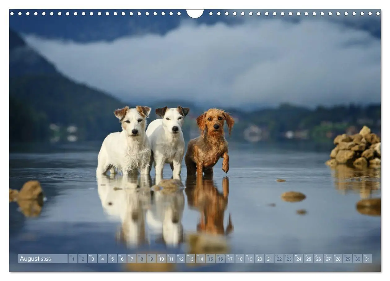 Bild: 9783457952160 | Die Parson-Russell-Terrier ...mit neuen Abenteuern aus der...
