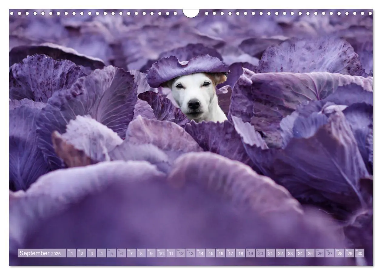 Bild: 9783457952160 | Die Parson-Russell-Terrier ...mit neuen Abenteuern aus der...