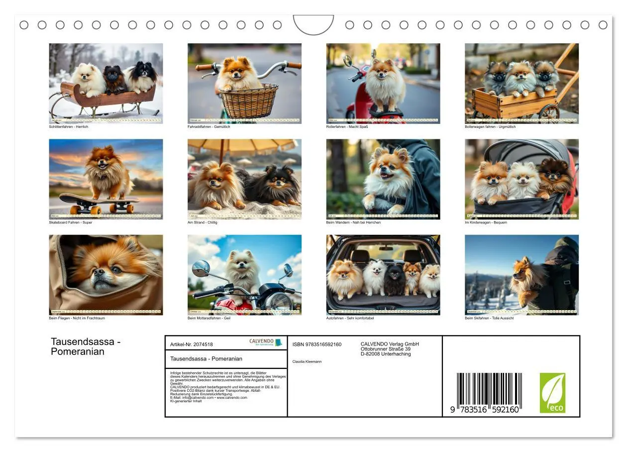 Bild: 9783516592160 | Tausendsassa - Pomeranian (Wandkalender 2026 DIN A4 quer), CALVENDO...