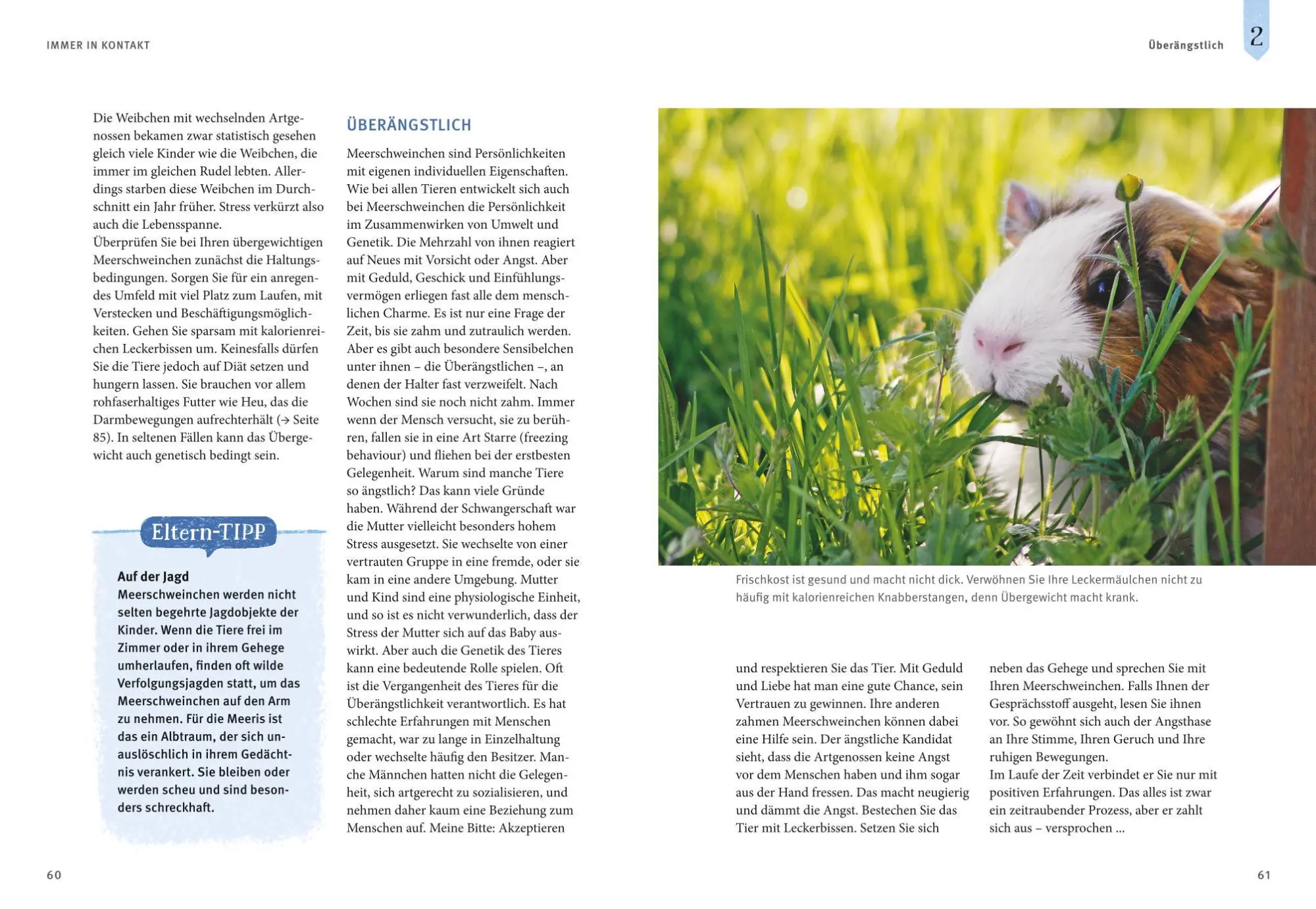 Bild: 9783833842160 | Neugierige Meerschweinchen | Immanuel Birmelin | Taschenbuch | 144 S.