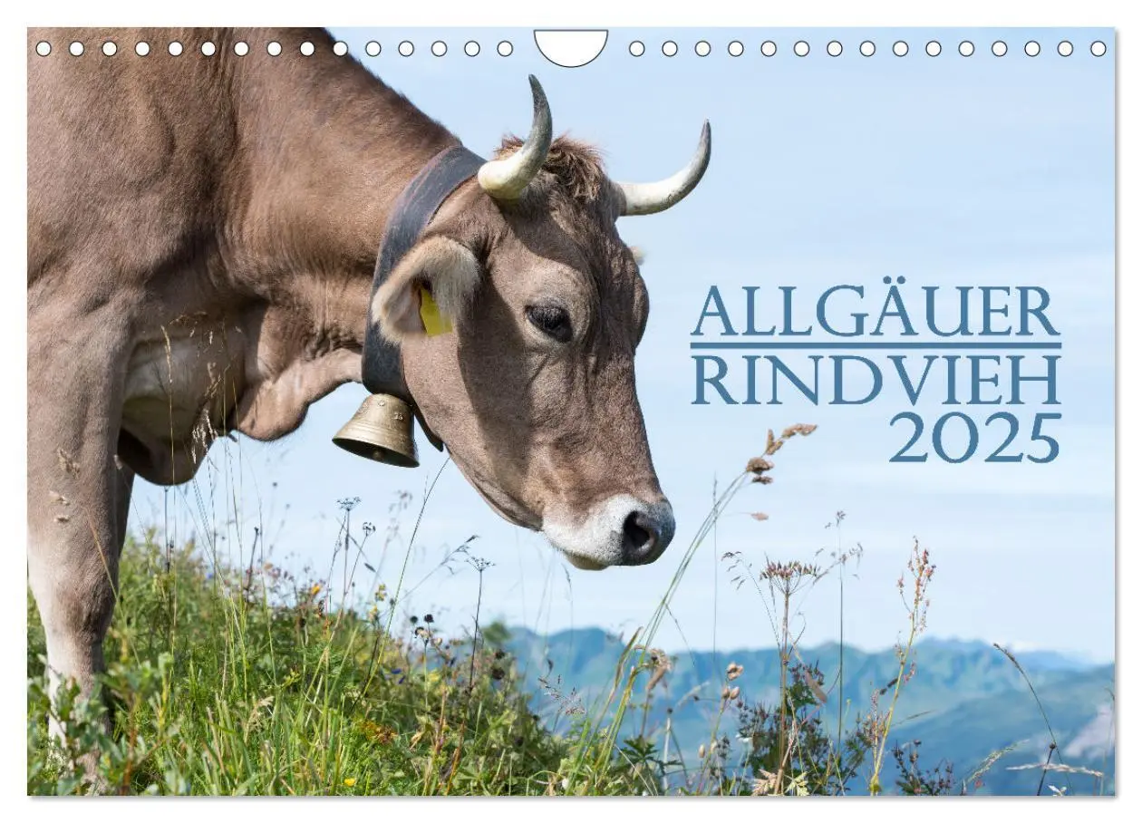 Cover: 9783383832260 | Allgäuer Rindvieh 2025 (Wandkalender 2025 DIN A4 quer), CALVENDO...