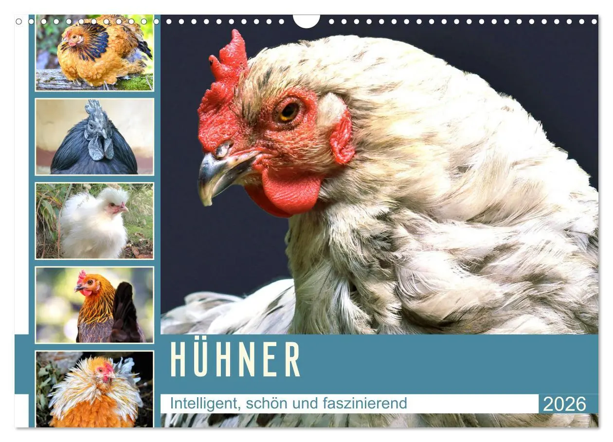 Cover: 9783457632260 | Hühner. Intelligent, schön und faszinierend (Wandkalender 2026 DIN...