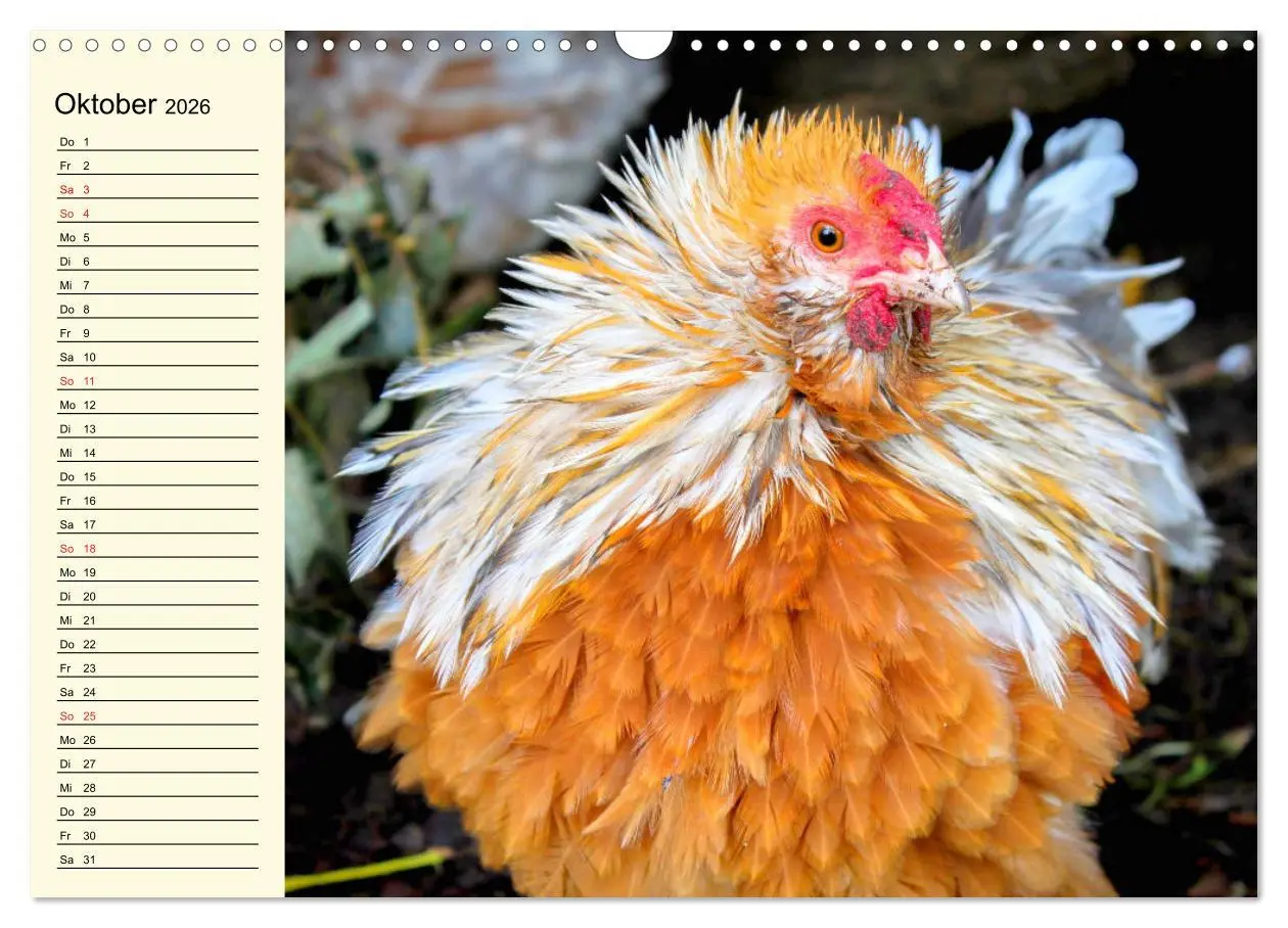 Bild: 9783457632260 | Hühner. Intelligent, schön und faszinierend (Wandkalender 2026 DIN...