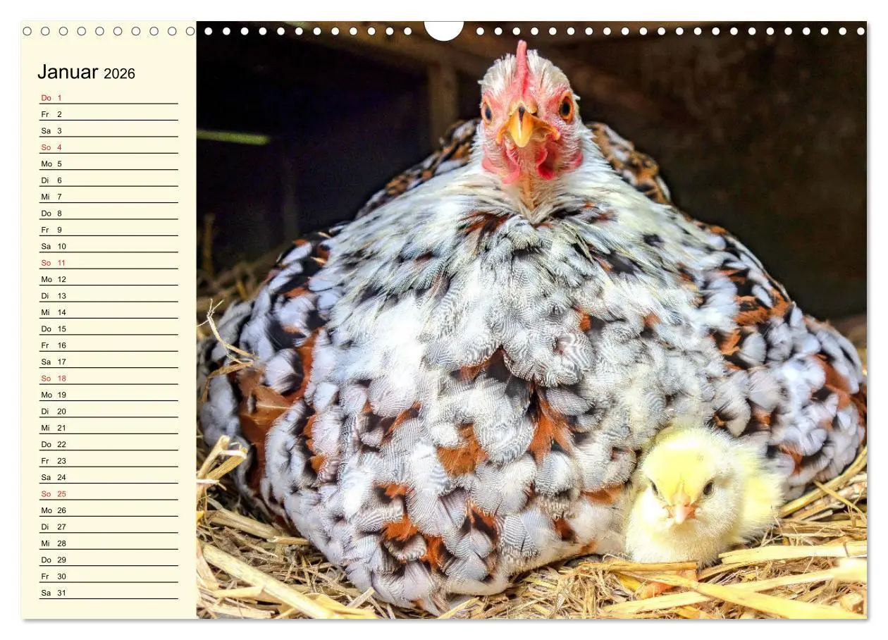 Bild: 9783457632260 | Hühner. Intelligent, schön und faszinierend (Wandkalender 2026 DIN...