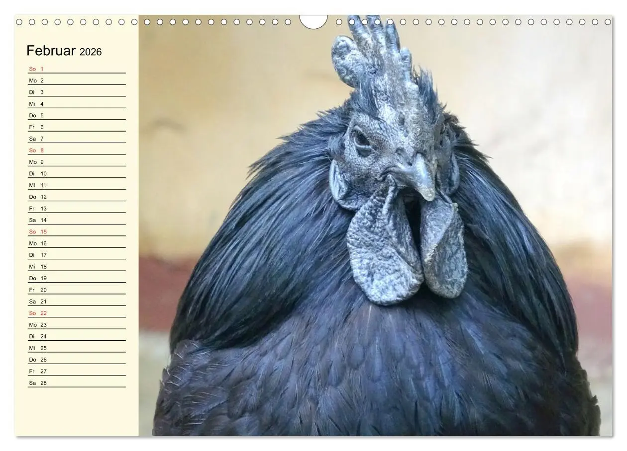 Bild: 9783457632260 | Hühner. Intelligent, schön und faszinierend (Wandkalender 2026 DIN...