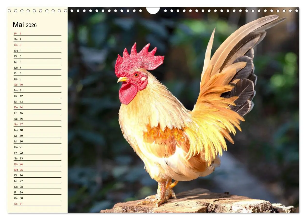 Bild: 9783457632260 | Hühner. Intelligent, schön und faszinierend (Wandkalender 2026 DIN...