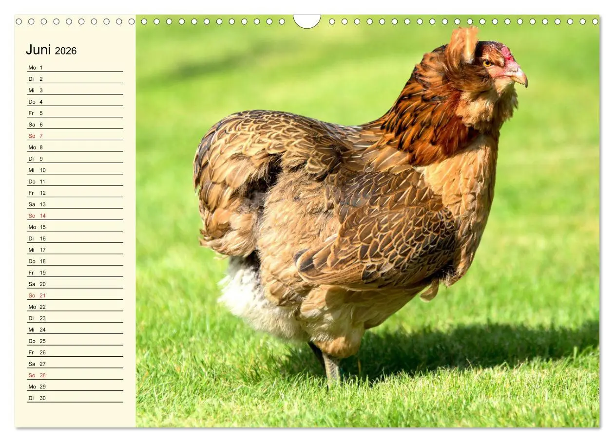 Bild: 9783457632260 | Hühner. Intelligent, schön und faszinierend (Wandkalender 2026 DIN...