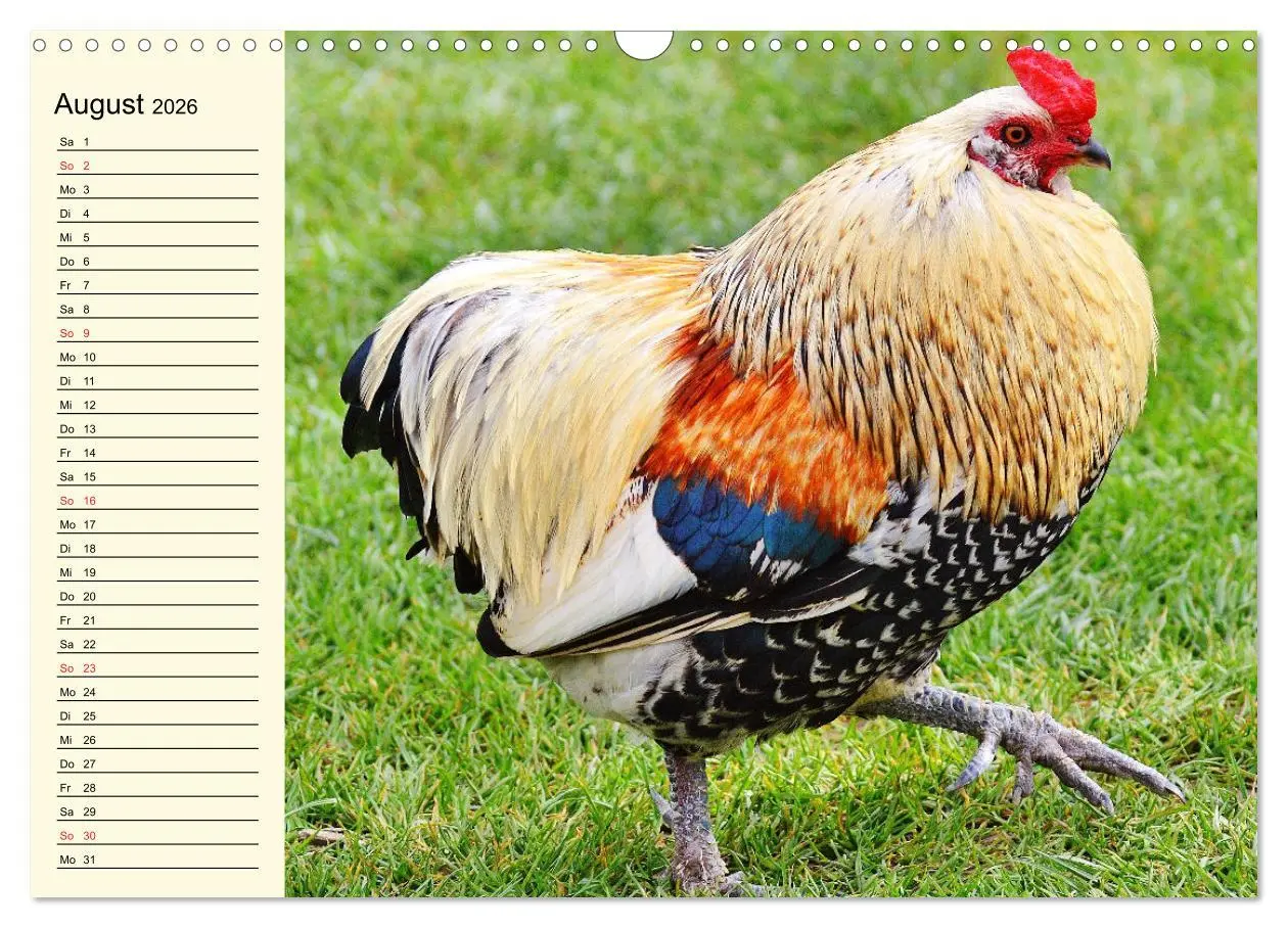 Bild: 9783457632260 | Hühner. Intelligent, schön und faszinierend (Wandkalender 2026 DIN...